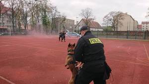 Pokaz tresury policyjnych psów służbowych